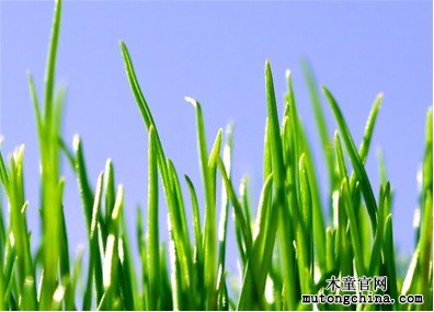植物除甲醛