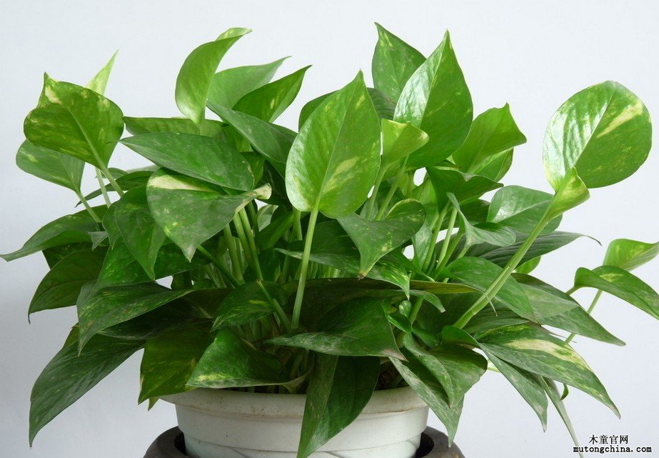 植物除甲醛