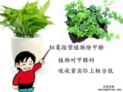 植物除甲醛管不管用？